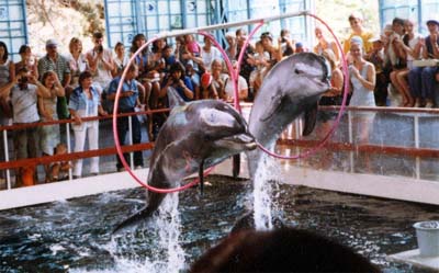 Дельфинарий на Биостанции
